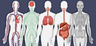 ثقافة : جهاز الهضم للخامس by seham - Ourboox.com