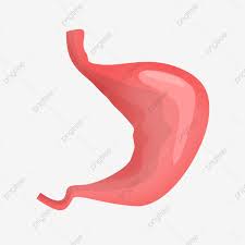 ثقافة : جهاز الهضم للخامس by seham - Ourboox.com