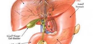 ثقافة : جهاز الهضم للخامس by seham - Ourboox.com