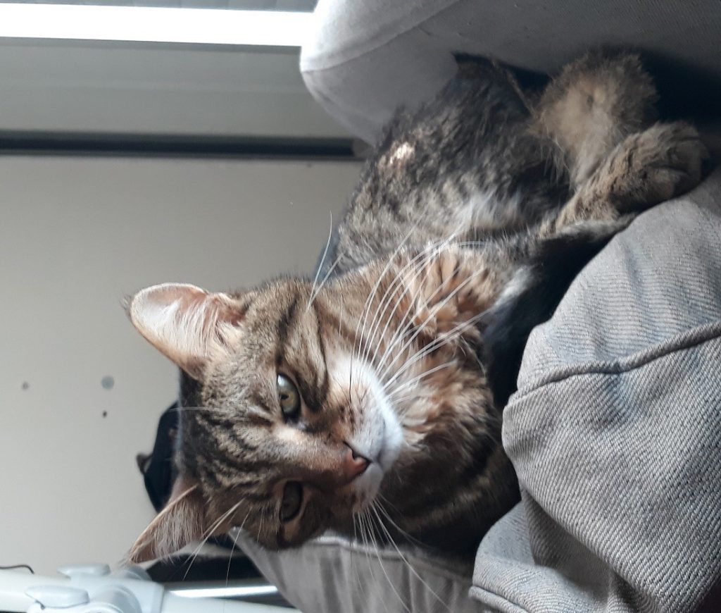 הֶחָתוּל וְהַפְּסַנְתֵּר by noa - Ourboox.com