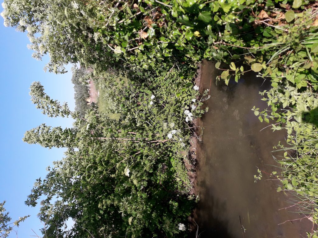 La mia vita in quarantena by Clara - Ourboox.com