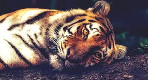 Планета тварин by Shinder  - Ourboox.com