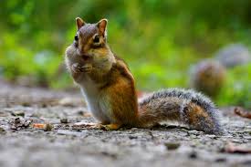 Планета тварин by Shinder  - Ourboox.com