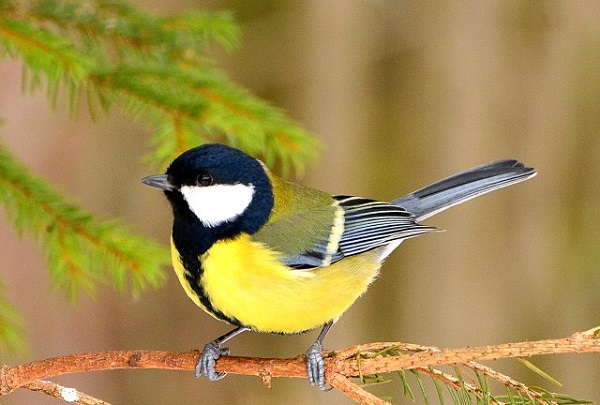 Подивіться дітки, Он сидять на гілці Пташки невелички – Жовті синички.