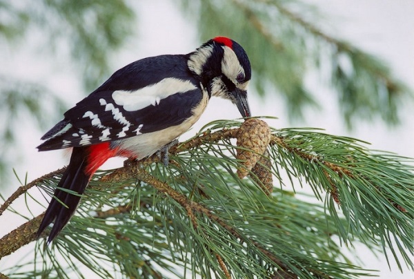 Птахи by Tsarenko - Ourboox.com