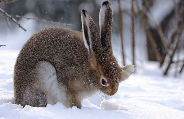 Мешканці лісу. by Гданова Л.І. - Ourboox.com