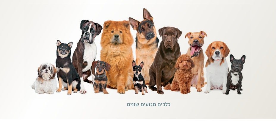 כלבים by Shirly Ranel-Amir - Ourboox.com