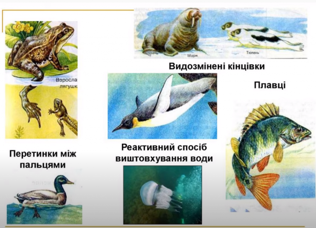 ВОДНЕ ТА ГРУНТОВЕ СЕРЕДОВИЩЕ ЖИТТЯ ТА ЇХ МЕШКАНЦІ by Tatiana - Ourboox.com