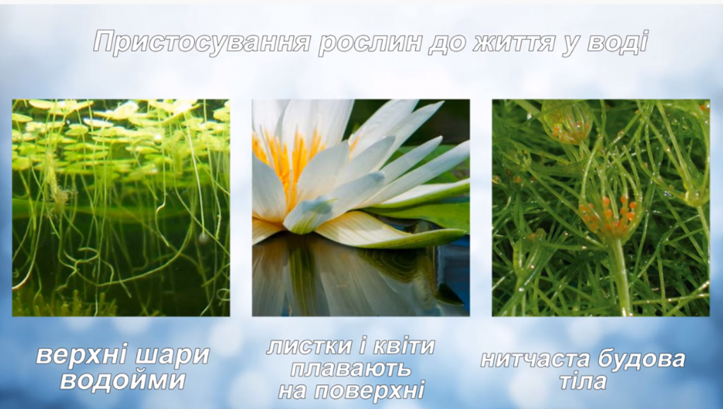 ВОДНЕ ТА ГРУНТОВЕ СЕРЕДОВИЩЕ ЖИТТЯ ТА ЇХ МЕШКАНЦІ by Tatiana - Ourboox.com