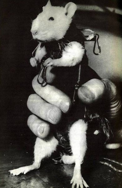 Тварини в космосі by Maria Hrynenko - Ourboox.com