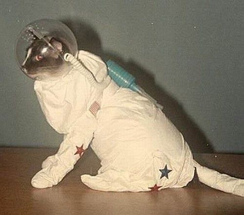 Тварини в космосі by Maria Hrynenko - Ourboox.com