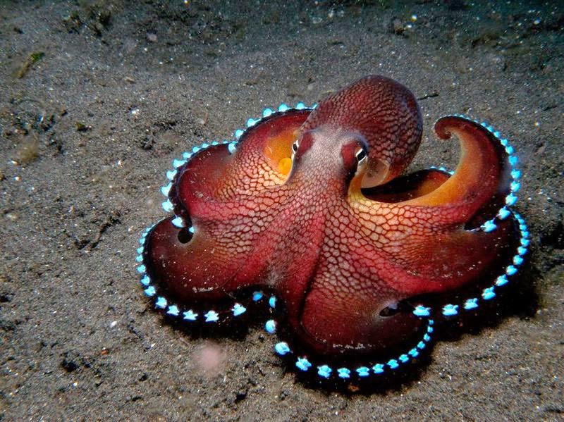 Реактивний рух у природі by Victoria Ryzhyk - Ourboox.com