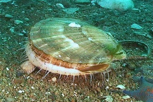 Реактивний рух у природі by Victoria Ryzhyk - Ourboox.com