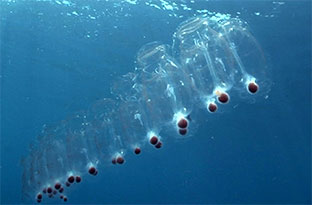 Реактивний рух у природі by Victoria Ryzhyk - Ourboox.com