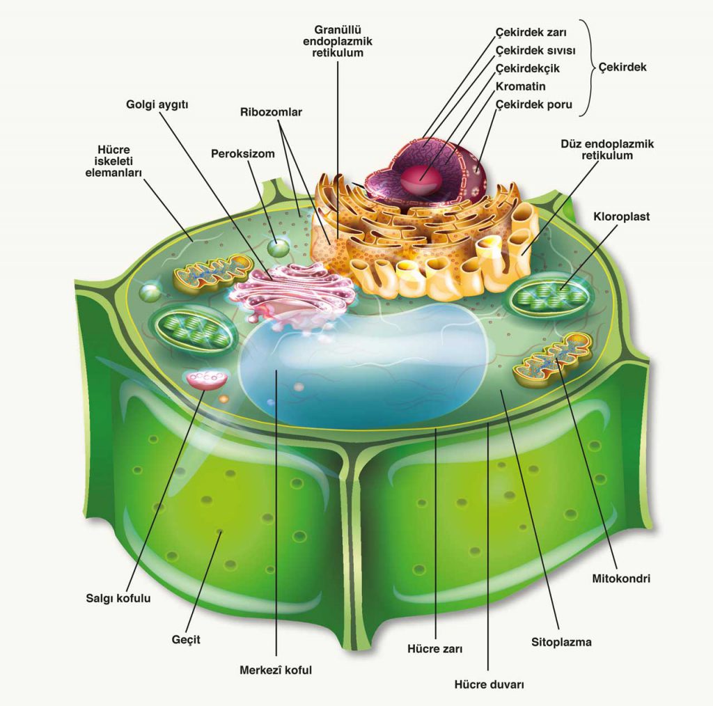 HÜCRE by Defne Yıldız - Ourboox.com