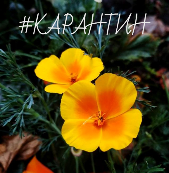 #КАРАНТИН by Oksana Shved - Ourboox.com