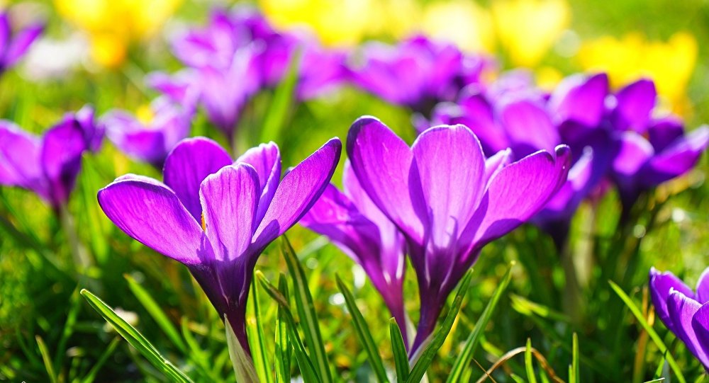 ХМАРА І КВІТКА by Ira diachenko - Ourboox.com