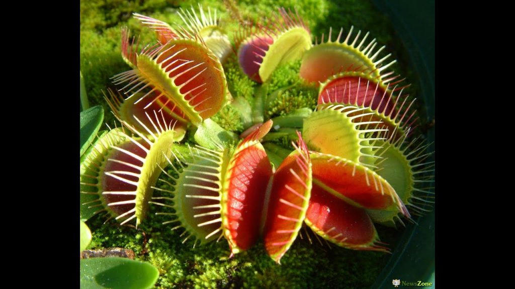 рослини-хижаки by Zhenya - Ourboox.com