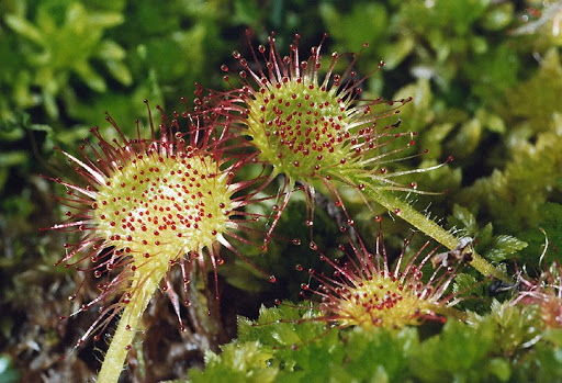 рослини-хижаки by Zhenya - Ourboox.com