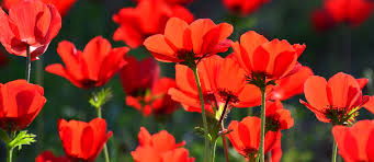 צבעים כשם תואר במשפט by maha - Ourboox.com