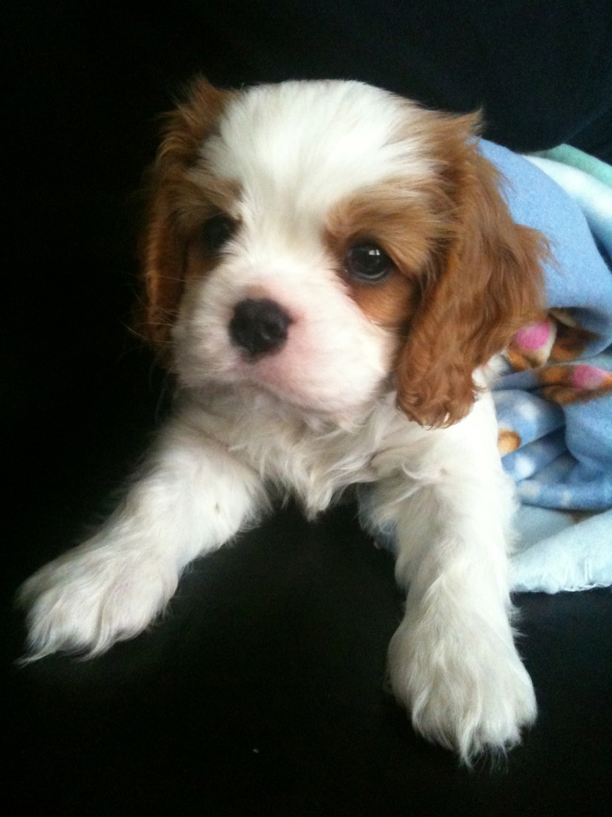 זיווג משמיים , הקופידונים הפרטיים שלנו by shirantosh - Ourboox.com