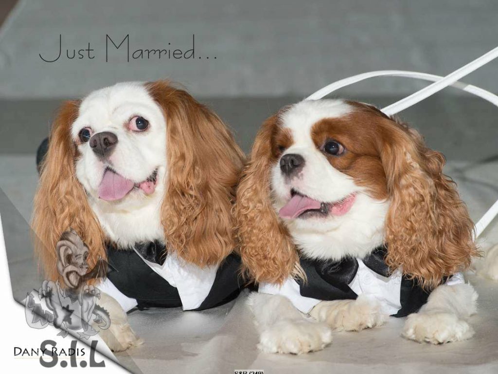 זיווג משמיים , הקופידונים הפרטיים שלנו by shirantosh - Ourboox.com