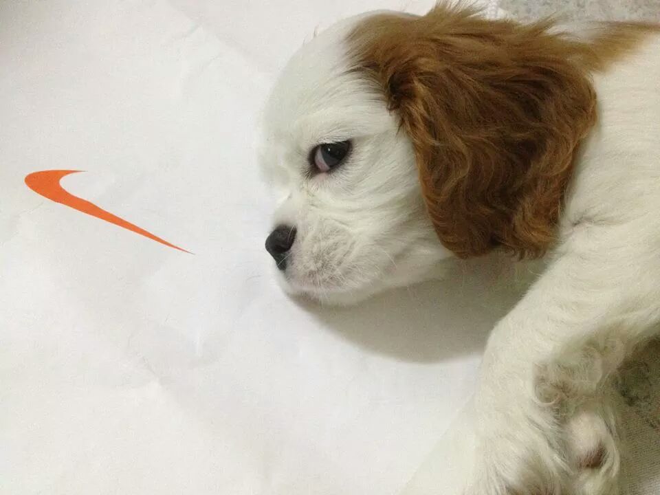 זיווג משמיים , הקופידונים הפרטיים שלנו by shirantosh - Ourboox.com