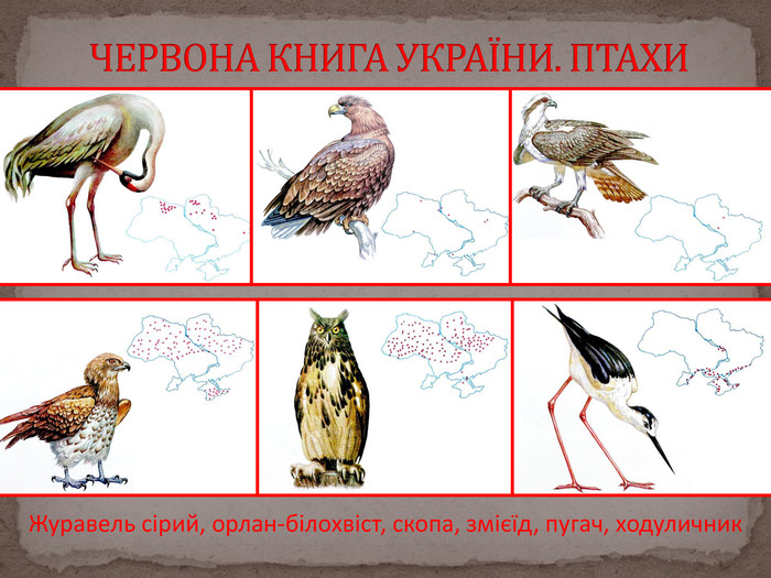 Методичний посібник “Добридень, пташко!” by Alena Katsovets - Ourboox.com