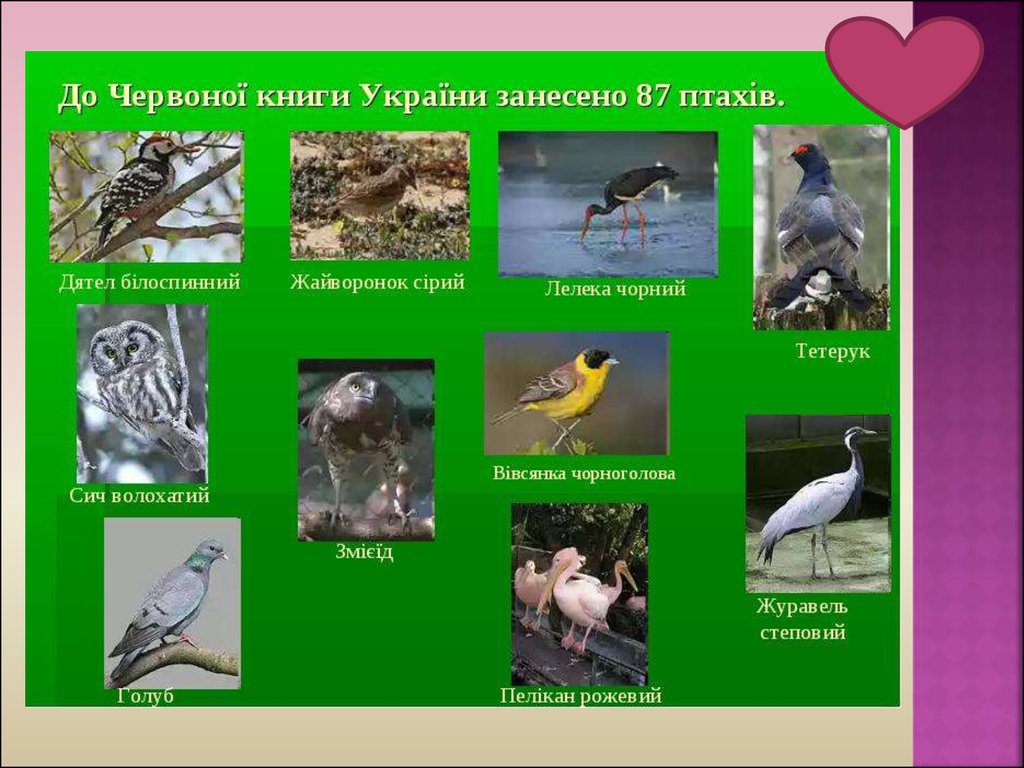 Методичний посібник “Добридень, пташко!” by Alena Katsovets - Ourboox.com