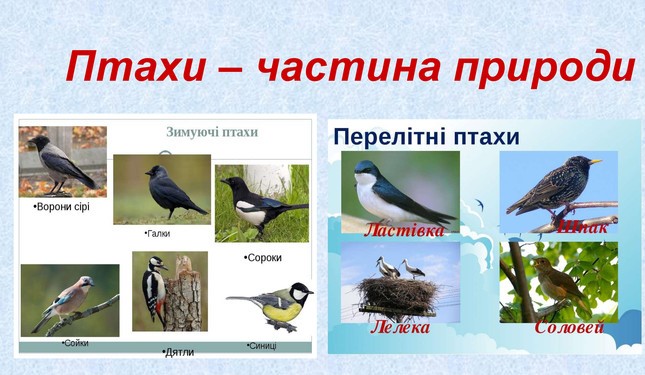 Методичний посібник “Добридень, пташко!” by Alena Katsovets - Ourboox.com