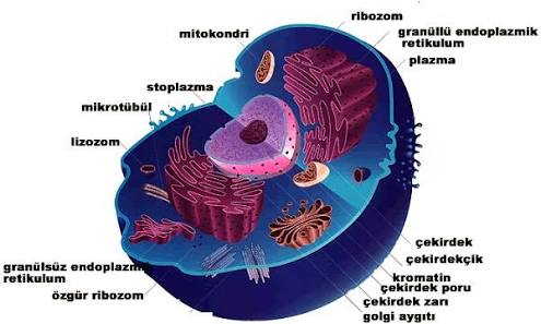 Hücre by Zeynep eker - Ourboox.com