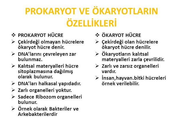 Hücre by Zeynep eker - Ourboox.com