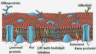 Hücre by Zeynep eker - Ourboox.com