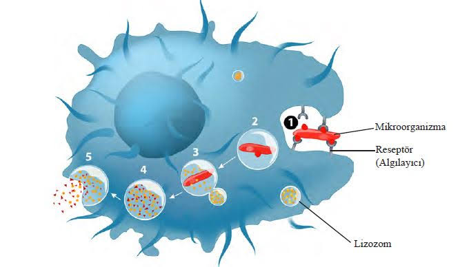 Hücre by Zeynep eker - Ourboox.com