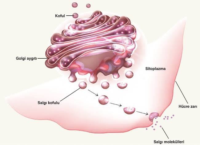 Hücre by Zeynep eker - Ourboox.com