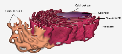 Hücre by Zeynep eker - Ourboox.com