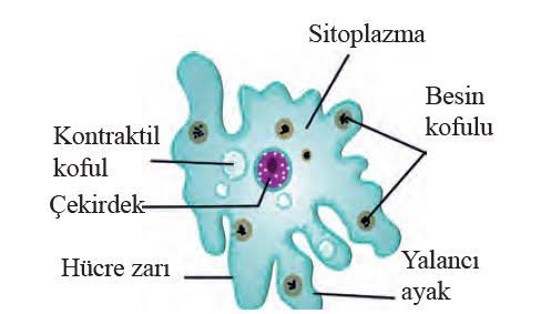 Hücre by Zeynep eker - Ourboox.com