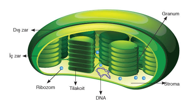 Hücre by Zeynep eker - Ourboox.com