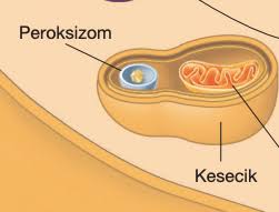 Hücre by Zeynep eker - Ourboox.com