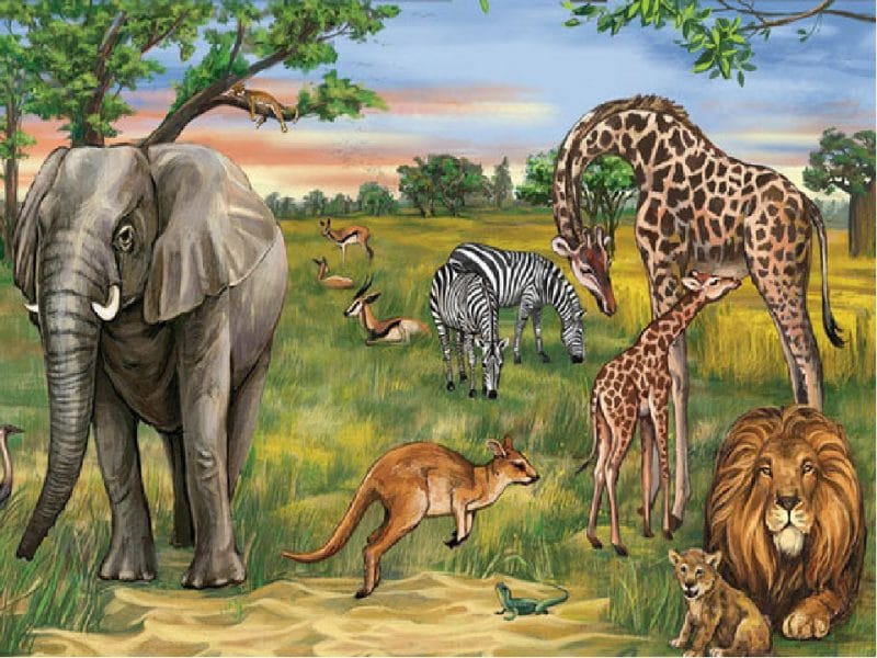 בעלי חיים by ahmad raya - Illustrated by Raya Ahmad - Ourboox.com