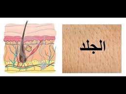 الجلد – اكبر عضو في جسم الانسان – وهو ايضا جهاز – by seham - Ourboox.com