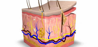 البشرة الطبقة العليا من الجلد التي نرى عليها الشعر الذي يخرج من الجلد الى الخارج