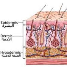الجلد – اكبر عضو في جسم الانسان – وهو ايضا جهاز – by seham - Ourboox.com