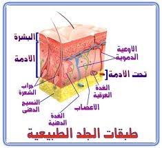 الجلد – اكبر عضو في جسم الانسان – وهو ايضا جهاز – by seham - Ourboox.com