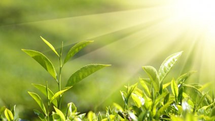 Значення рослин в житті людини by S.Tomuniak - Ourboox.com