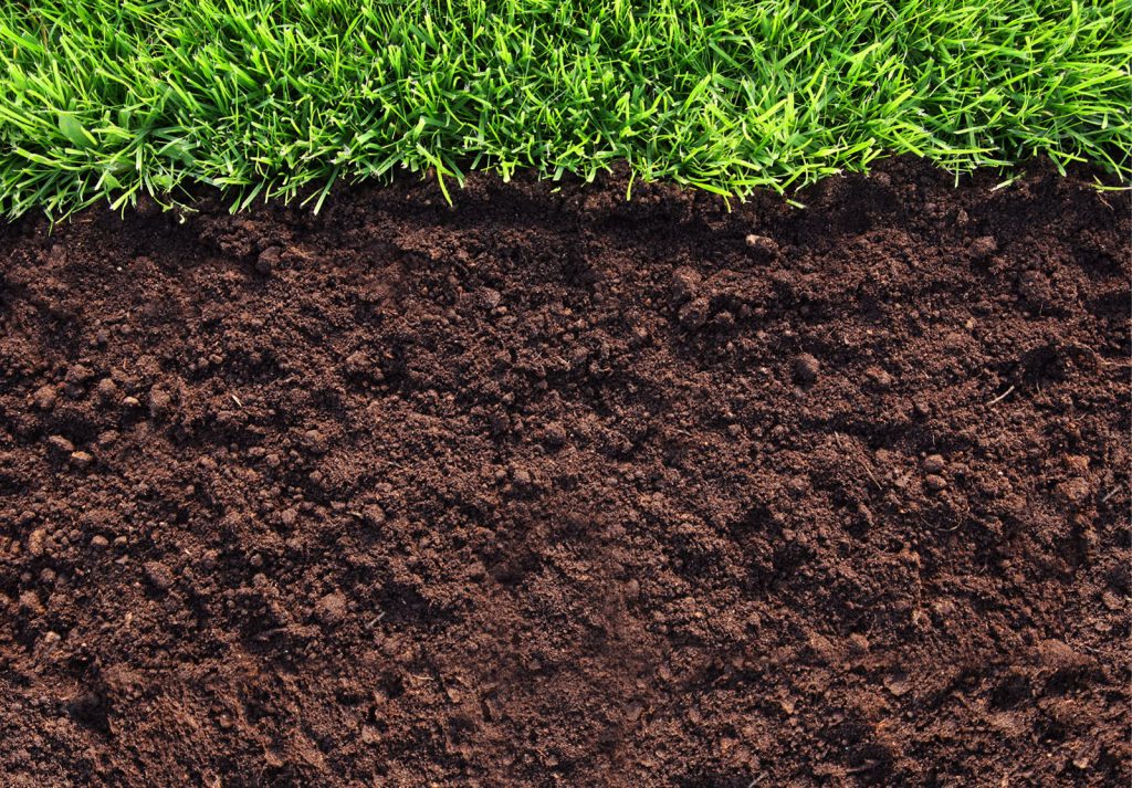 Значення рослин в житті людини by S.Tomuniak - Ourboox.com