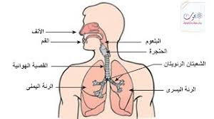 جهاز التنفس للخامس سهام ذباح by seham - Ourboox.com