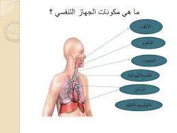 جهاز التنفس للخامس سهام ذباح by seham - Ourboox.com