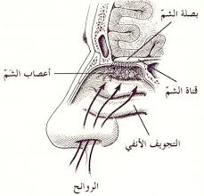 جهاز التنفس للخامس سهام ذباح by seham - Ourboox.com