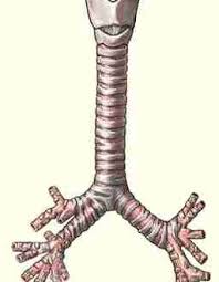 جهاز التنفس للخامس سهام ذباح by seham - Ourboox.com